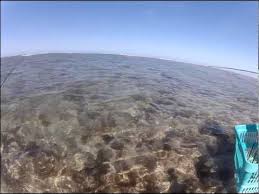 Whalebone Bay, a short film by Jannie Visser