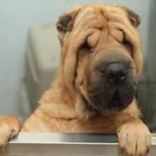 Shanghai Is An Adoptable Shar Pei Dog In Washington Dc I Am From An Ohio Puppy