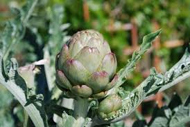 Artichoke nutrition can save your life. Growing Artichokes How To Grow Artichokes Planting Artichokes