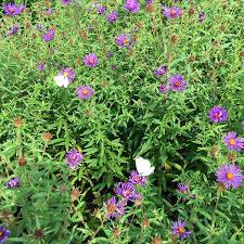 Nicht ohne grund ist das telefonbuch. Botanischer Garten Osnabruck Grunstes Ausflugsziel Der Domstadt
