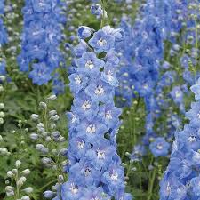 Image result for Delphinium
