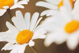 How To Grow Shasta Daisies In Pots