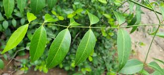Image result for Hippocratea indica