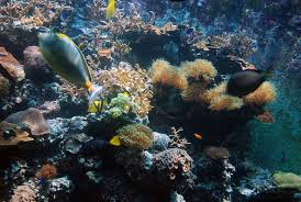 This handy checklist will help you get a proper start with all the necessary equipment. Israel S Own Aquaman Meet The Ceo Who Built A Home Aquarium Large Enough To Swim In The Times Of Israel