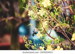 Image result for Ochna kirkii