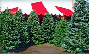 Brochure of las vegas state tree nursery. 10 For Christmas Trees And Holiday Wreaths Moon Valley Nursery Las Vegas Groupon
