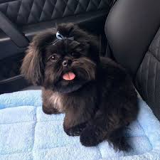 Pin By Lauren Smith On Favorite Dogs In 2020 Shih Tzu Puppy Shitzu Puppies Teacup Dog Breeds