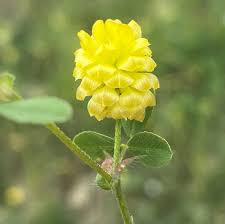 Image result for Trifolium campestre