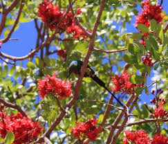 Image result for Schotia capitata