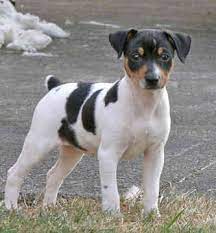 rat terrier dog profiles and puppies pictures blog of dogs breeds information rat terrier dogs rat terriers rat terrier puppies
