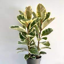 Ficus Elastica Tineke Rubber Tree Plantshappy Com Plants Happy