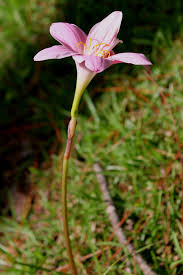 Image result for Zephyranthes minuta