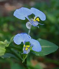 Image result for Commelina benghalensis