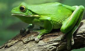 Lure traps for catching coqui frogs get success from the nesting behavior of the frogs. Building A Frog Trap The Basics Get Rid Of Frogs