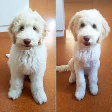 Teddy bear goldendoodle puppies available. Pin Auf Before And After