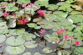 Image result for Nymphaea lotus