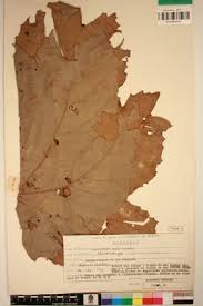 Image result for Macaranga schweinfurthii