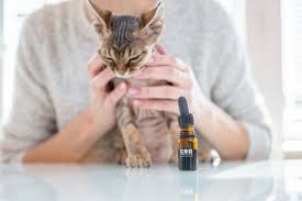 The few side effects that cbd can cause mainly occur at higher doses and they. Cbd Oil For Cats What Is It And Is It Safe Reader S Digest