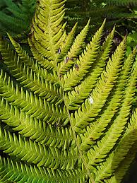 Image result for Thelypteris confluens