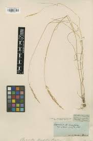 Image result for Agrostis lachnantha