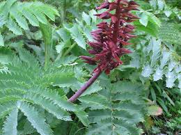 Image result for Melianthaceae