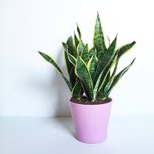Snake Plant Planter From Ikea Ikeausa Plants Container Plants Snake Plant