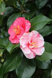 How To Care For Camellias Camellia Japonica Lots Of Gorgeous Pictures In 2020 Camellia Plant Camellia Tree Camellia Flower