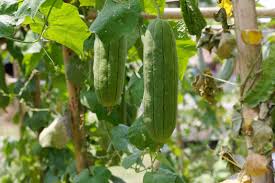 Image result for Luffa