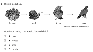 What is a tertiary consumer. What Is The Tertiary Consumer In This Food Chain A Hawk B Lettuce C Snail D Thrush Brainly Com