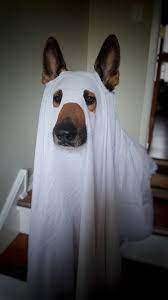 Pin On Dog Diy