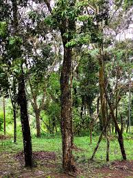 Image result for Peraceae