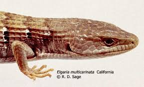 Maybe you would like to learn more about one of these? Elgaria Multicarinata The Reptile Database