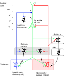 Thalamus is a paired and symmetrical oval grey matter structure in the diencephalon. The Midline And Intralaminar Thalamic Nuclei Neurology