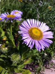 Image result for Erianthemum taborense