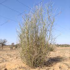 Image result for Crotalaria oocarpa