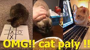 Hilarious Cat Fails Funny Cats Compilation 2020 Youtube Funny Cat Compilation Cat Fails Funny Cat Videos