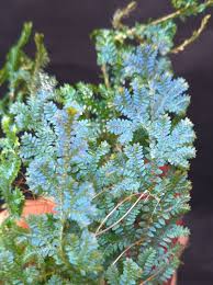 Image result for Selaginella molliceps