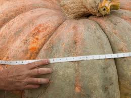 Image result for giant pumpkin