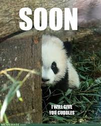 Panda Memes And Pickup Lines Cute Panda Panda Panda Love