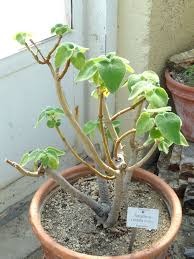 Image result for Tetradenia bainesii