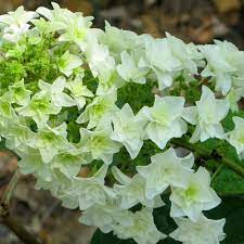 Gatsby Star Oakleaf Hydrangea Hydrangea Quercifolia Hydrangea Quercifolia Oakleaf Hydrangea Plants