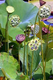 Lotus Seed Heads No 1 Fine Art Photography By Duaflower On Etsy 55 00 Flower Seeds Unusual Flowers Plants