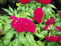 Image result for 苋菜 in english