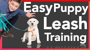 Check spelling or type a new query. How To Leash Train Your Puppy Youtube