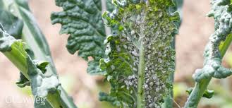 The small young caterpillars are black with a white saddle and look exactly like a bird dropping; 3 Common Kale Pests And How To Manage Them