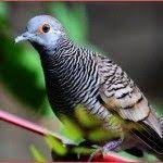 Pin Di Jenis Burung Indonesia
