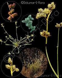 Image result for Courtoisina cyperoides