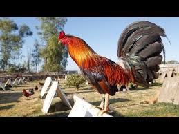 Maybe you would like to learn more about one of these? Major Cockfighting Bust In California Youtube