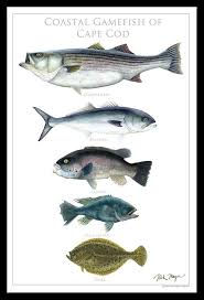 Coastal Gamefish Of Cape Cod Fish Art Poster Etsy Fish Art Cape Cod Poster Cod Fish