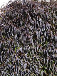 Image result for Strobilanthes anisophylla